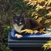 A cat on my wheelie bin by pattyblue