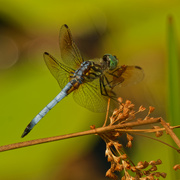 14th Jul 2020 - blue dasher dragonfly 
