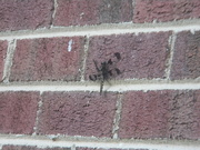 14th Jul 2020 - Dragonfly on House 