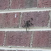 Dragonfly on House  by sfeldphotos