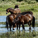 wild horses by marijbar