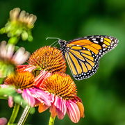 12th Jul 2020 - The Monarch Likes the Cone Flowers