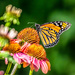 The Monarch Likes the Cone Flowers by jyokota