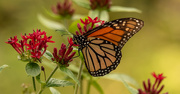 14th Jul 2020 - A Monarch Finally Came By!