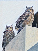 15th Jul 2020 - Spotted Eagle Owls
