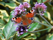 15th Jul 2020 - At last, a co-operative butterfly! :-)