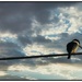 Bird on a wire the second by nzkites