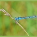 Common Blue Damselfly by carolmw