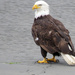 Bald Eagle  by seattlite
