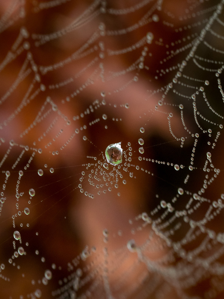 Spiderweb by gosia