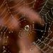 Spiderweb by gosia