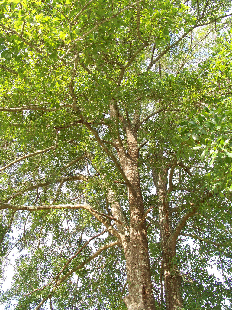 Tall oak providing shade along my walk... by marlboromaam