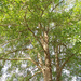 Tall oak providing shade along my walk... by marlboromaam