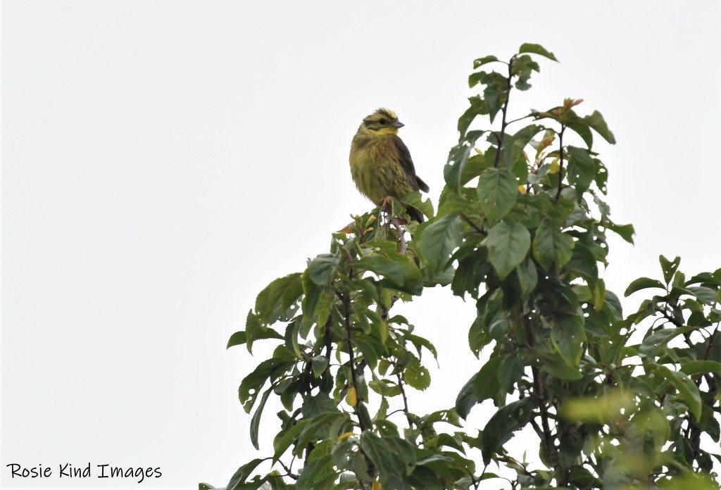 RK3_1673 A lovely yellowhammer by rosiekind