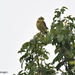 RK3_1673 A lovely yellowhammer by rosiekind