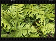 23rd Jun 2020 - Wet wild ferns...