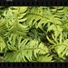 Wet wild ferns... by marlboromaam
