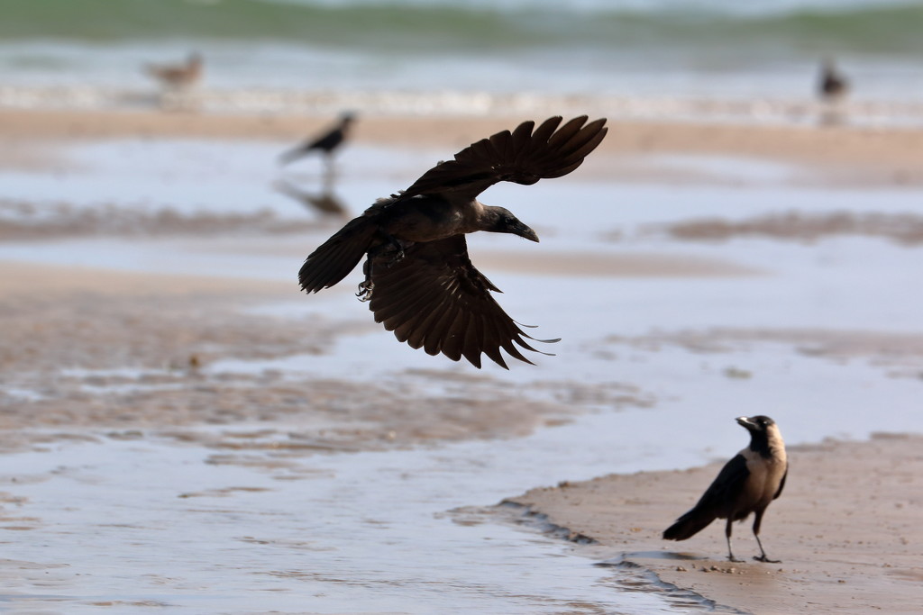 Crows at the beach by ingrid01