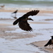 Crows at the beach by ingrid01