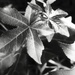 New sweetgum leaves... by marlboromaam