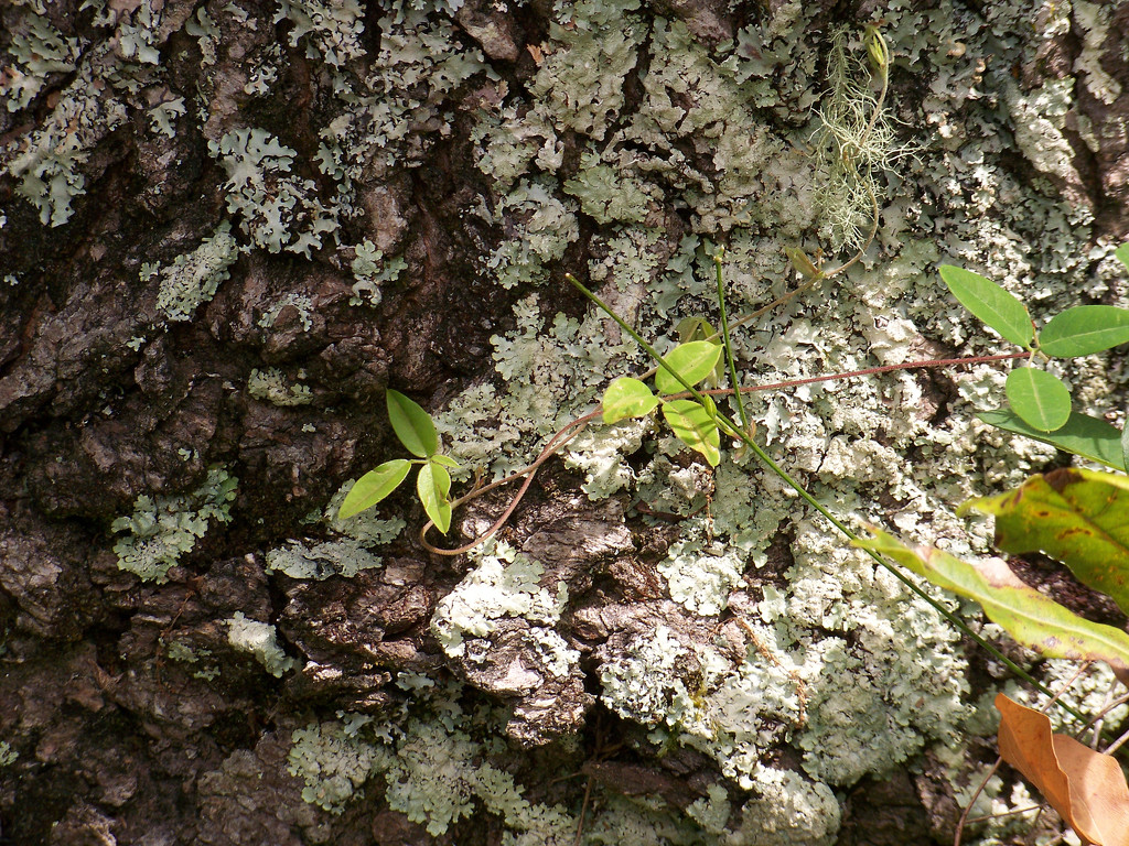 Two lichens, a vine and some bark... by marlboromaam