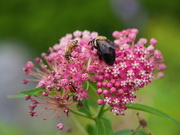 15th Jul 2020 - Two Bees and a Ladybug