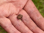 14th Jul 2020 - A Very Tiny Toad 