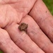 A Very Tiny Toad  by susiemc