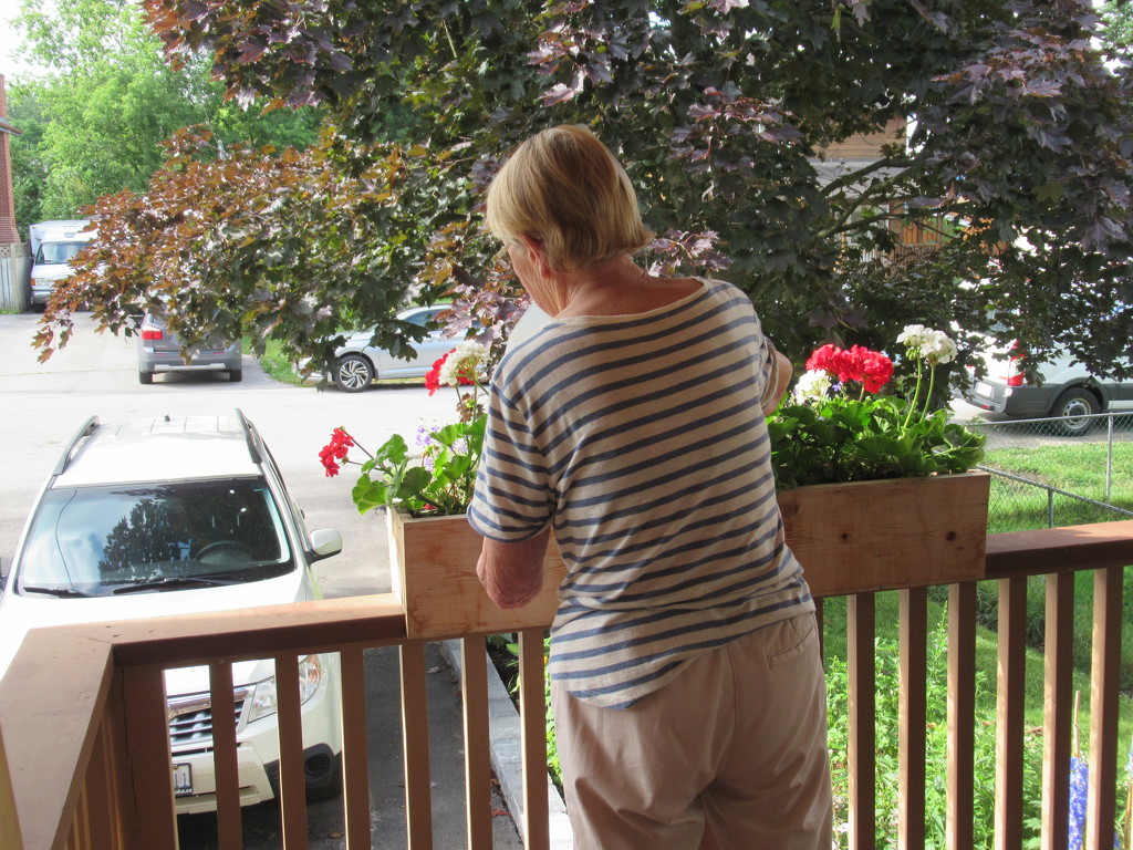 Getting caught watering our flower boxes by bruni
