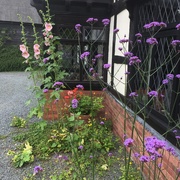 15th Jul 2020 - Hollyhocks and verbena by the front door 