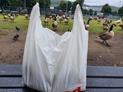 15th Jul 2020 - The park-life were waiting impatiently for their bag of food