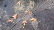 15th Jul 2020 - the remains of the day lilies