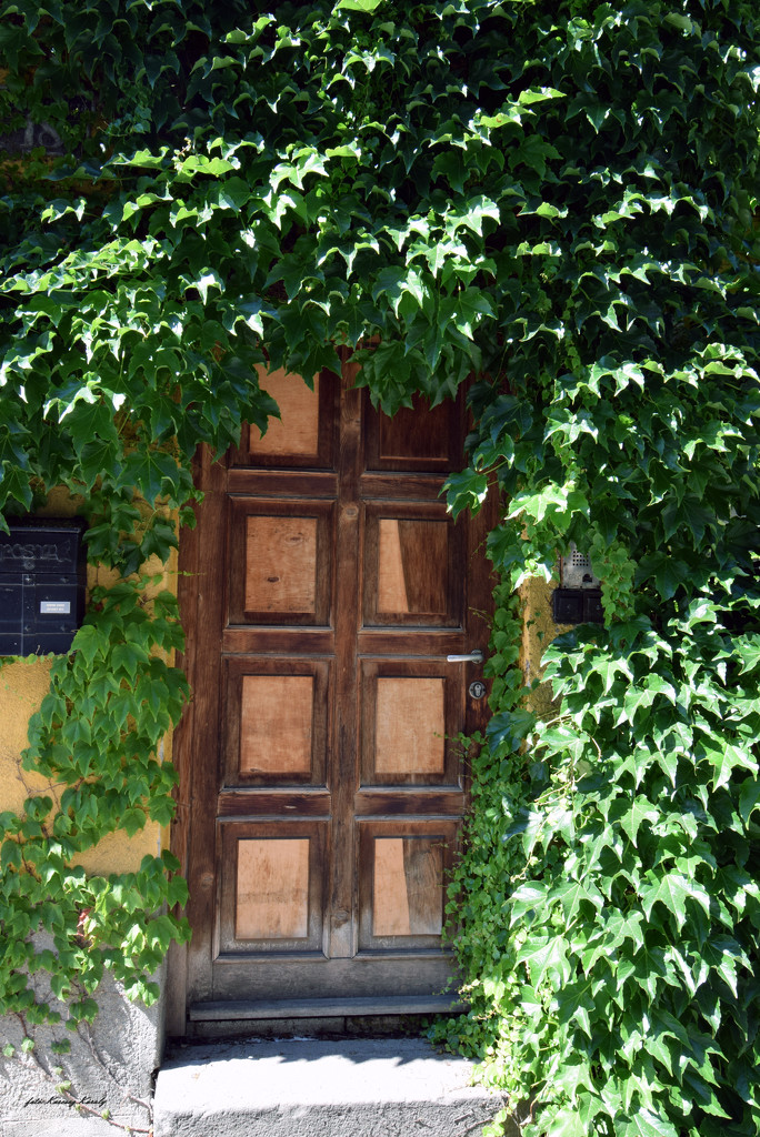 Entrance through the foliage by kork