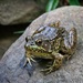 LHG-9827- Froggy by rontu