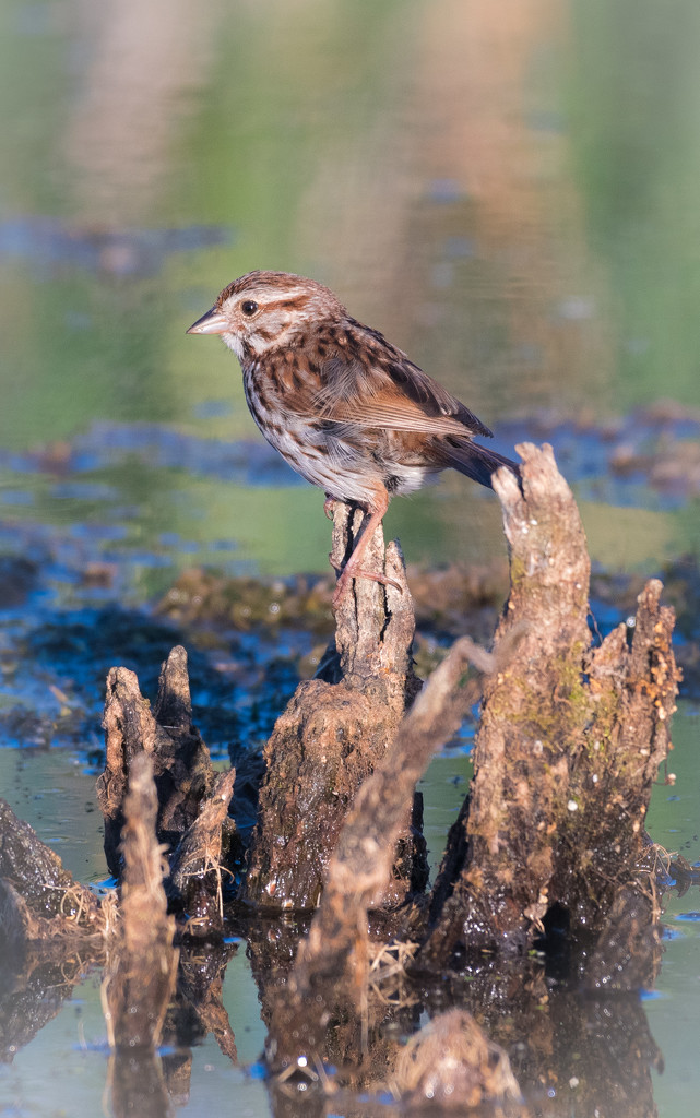 Sparrow at Bear Creek Ecopark by mgmurray