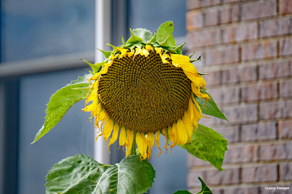 Giant Sunflower by larrysphotos