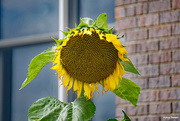 14th Jul 2020 - Giant Sunflower
