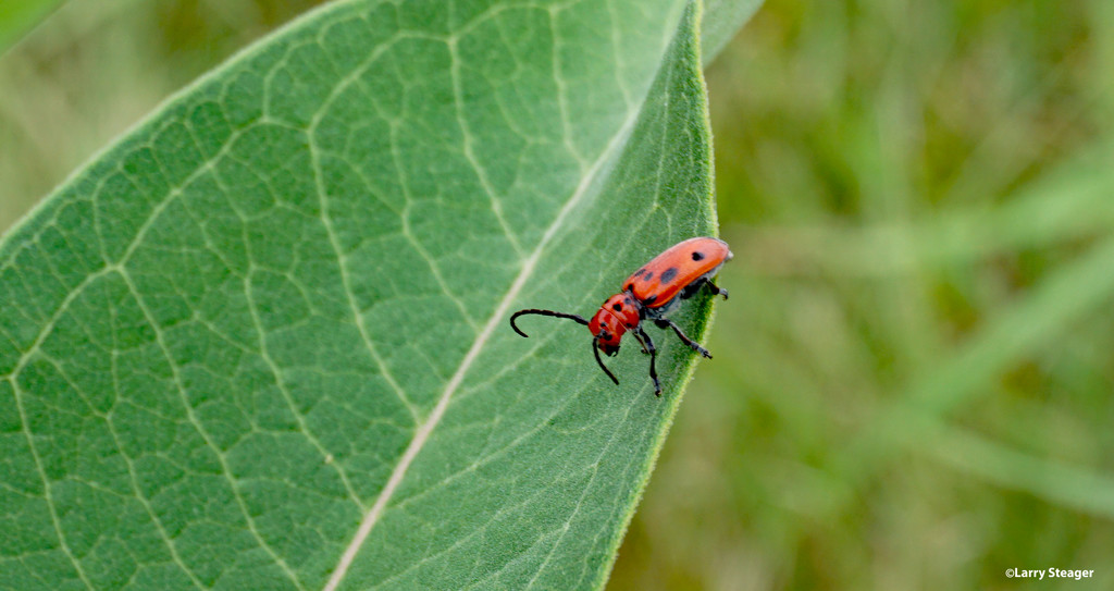 Red milkweed beetle by larrysphotos