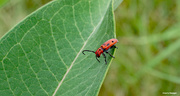 14th Jul 2020 - Red milkweed beetle