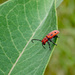 Red milkweed beetle by larrysphotos