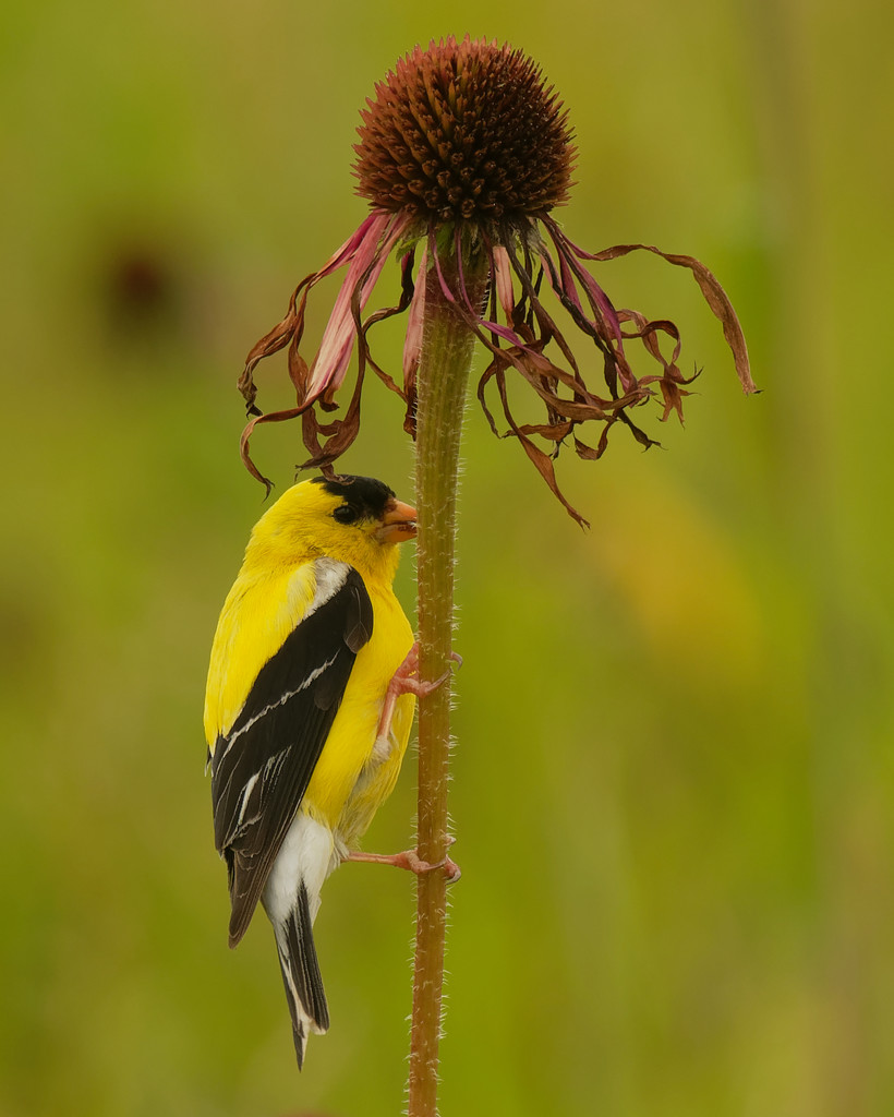 american goldfinch perching on a pale purple coneflower by rminer