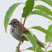 15th Jul 2020 - song sparrow