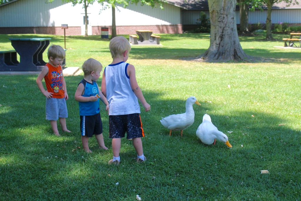 Little boys and ducks by essiesue