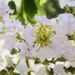 White Blossoms  by joysfocus