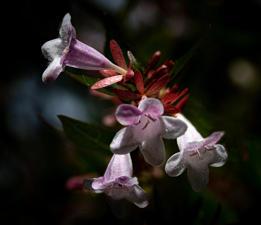 Flowering Shrub by vignouse