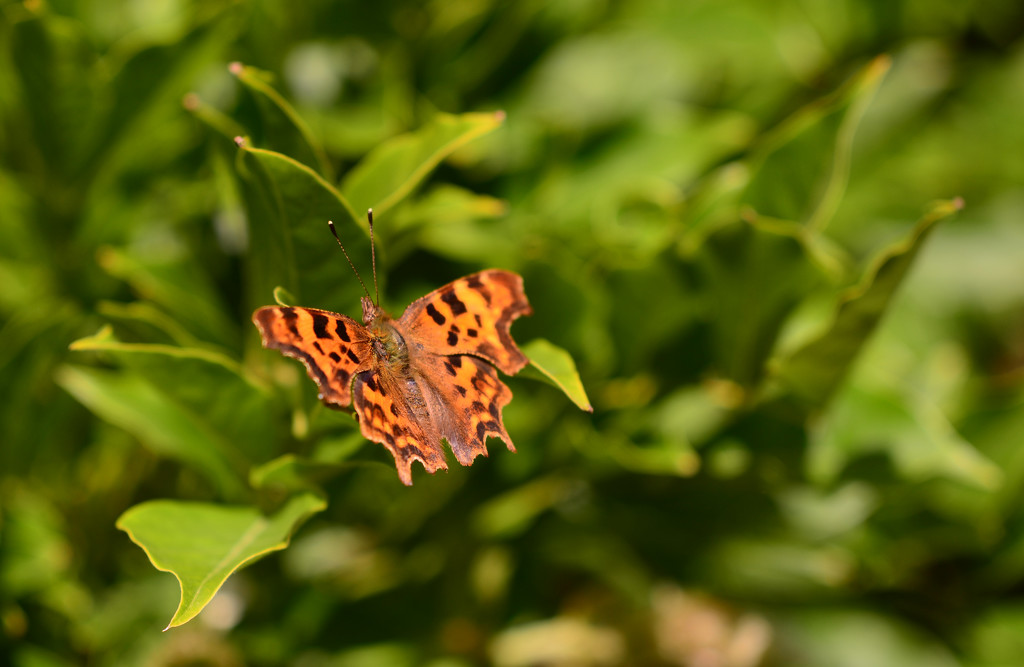 Comma by fbailey