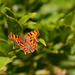Comma by fbailey