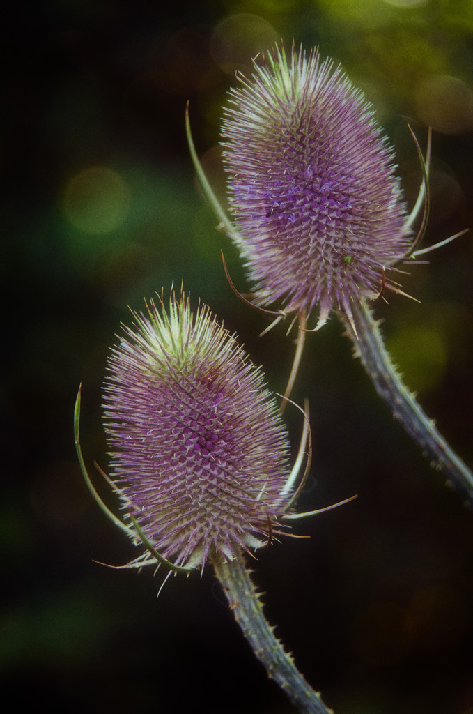 Prickly Pair by fbailey