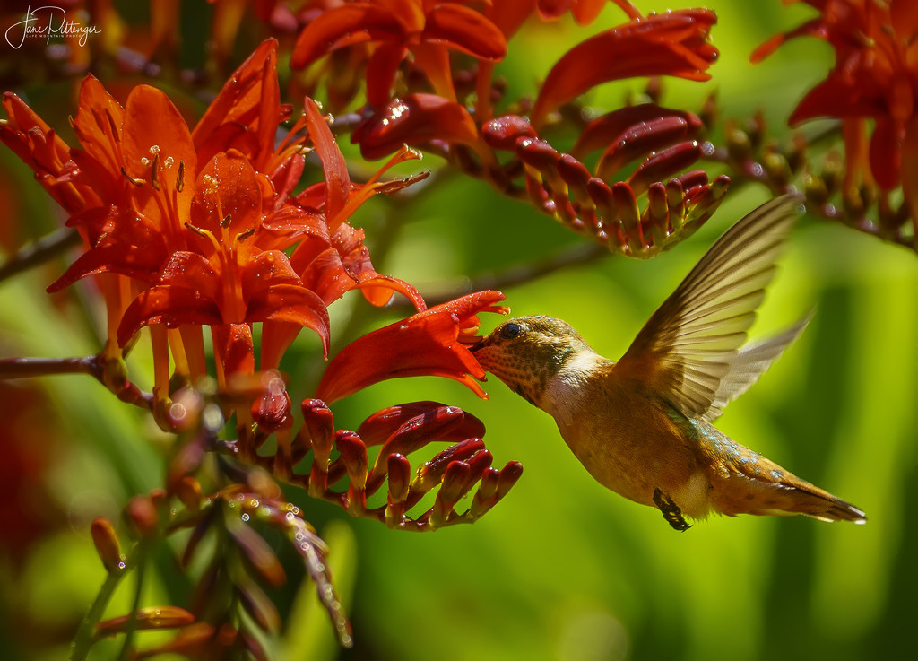 Hummer Sipping Nectar by jgpittenger