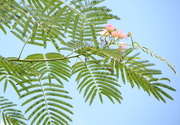15th Jul 2020 - Mimosa tree